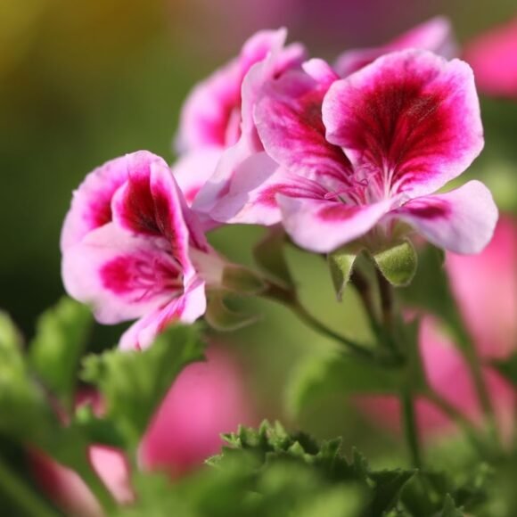 Rose vs. Geranium perfume – a guided journey through scents!