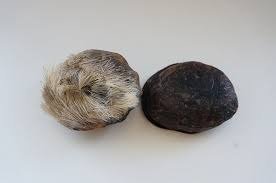 Musk Deer Musk Fragrance