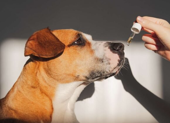 What Essential Oils Are Safe for Dogs