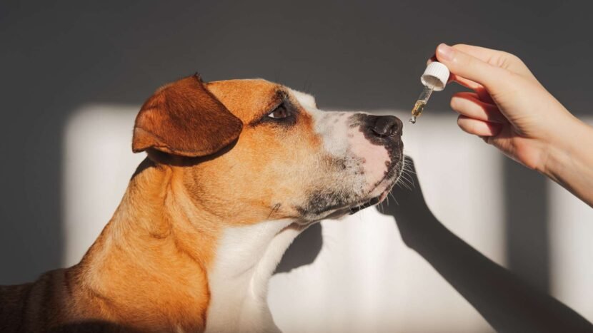 What Essential Oils Are Safe for Dogs