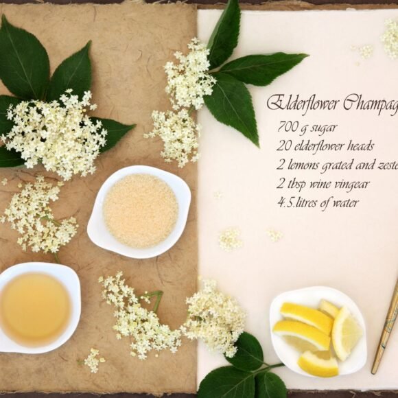 Elderflower Champagne Recipe