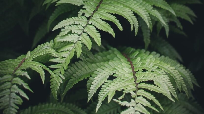 The Fougere Fragrance Family