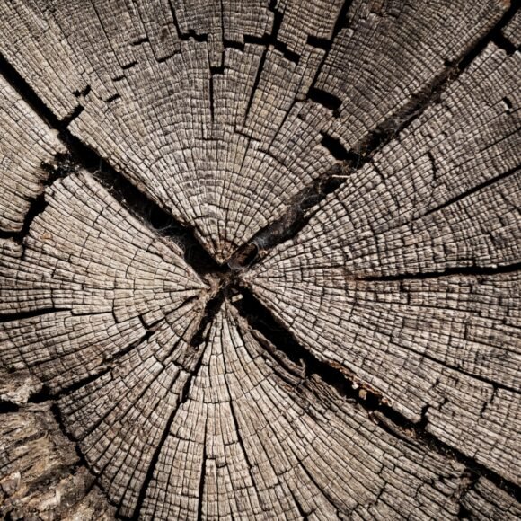 Woody Notes in Perfume