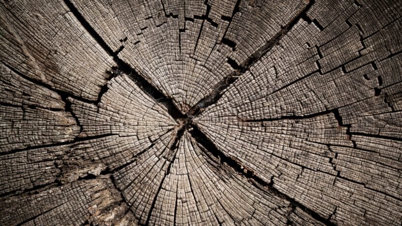 Woody Notes in Perfume